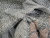 Угловой диван Дубай Лайт левый угол (Серый)